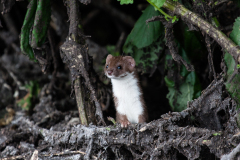 2012_netherlands_gouda_eo505_1200x800