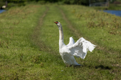 2013_netherlands_gouda_eo075_1200x800