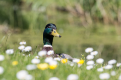 2014_the_netherlands_gouda_eo_nature039_1200x800